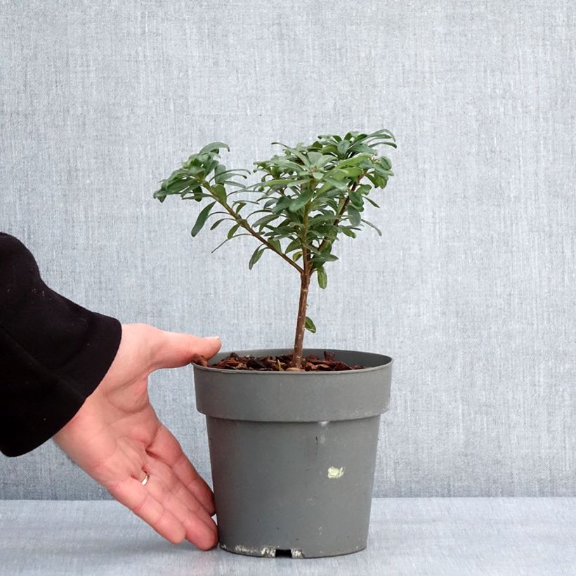 Example of Daphne x transatlantica Eternal Fragrance Pot van 1 l/1,5 l as you get in hiver