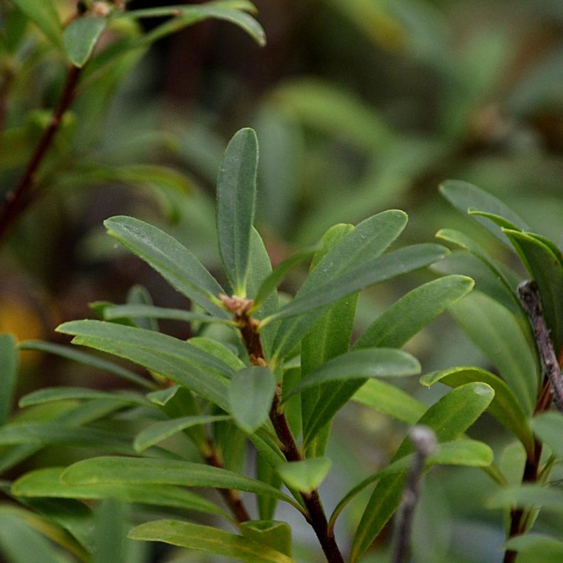 Daphne transatlantica Pink Fragrance (Foliage)