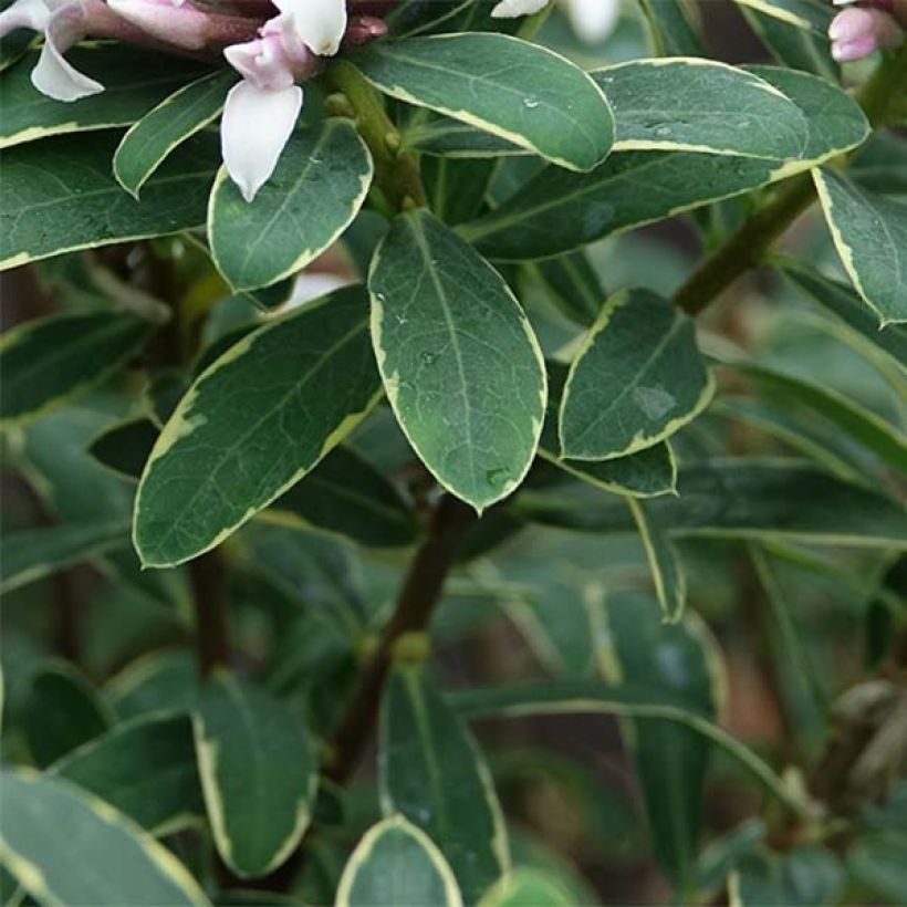 Daphne Summer Ice - Peperboompje (Foliage)