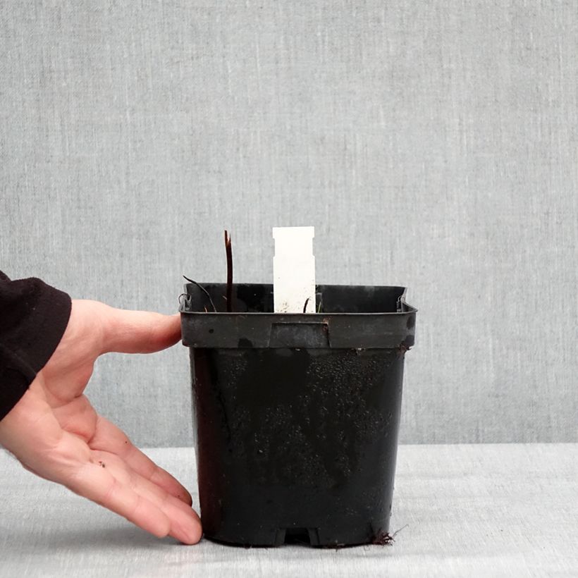 Example of Darmera peltata - Schildblad Pot van 2 l/3 l as you get in hiver