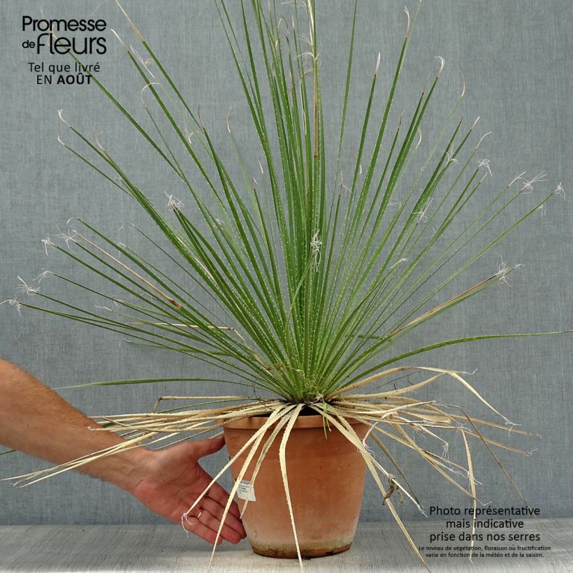 Exemplaar van Dasylirion glaucophyllum - Mexicaanse grasboom Pot van 7,5 l/10 l zoals geleverd in de zomer