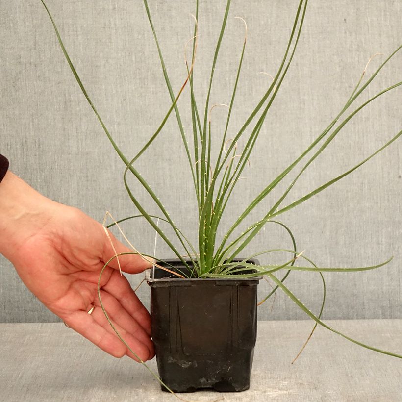 Exemplaar van Dasylirion wheeleri - Mexicaanse grasboom Pot van 12 cm / 13 cm zoals geleverd in de lente