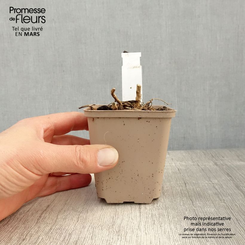 Exemplaar van Datisca cannabina - Valse hennep Kweekpotje van 8/9 cm zoals geleverd in de lente