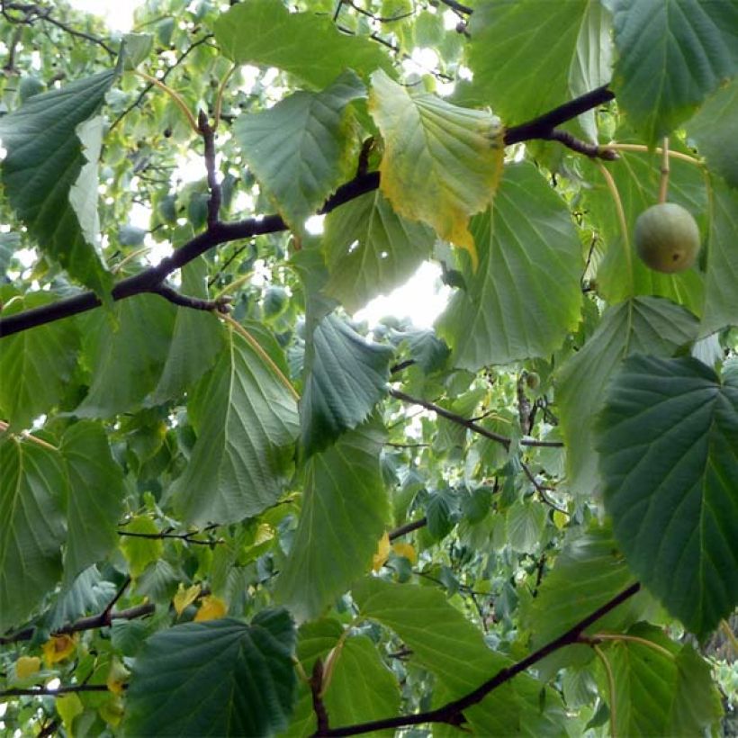 Davidia involucrata vilmoriniana - Zakdoekjesboom (Foliage)