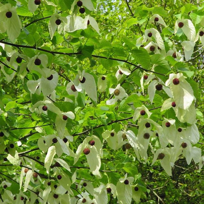 Davidia involucrata vilmoriniana - Zakdoekjesboom (Flowering)