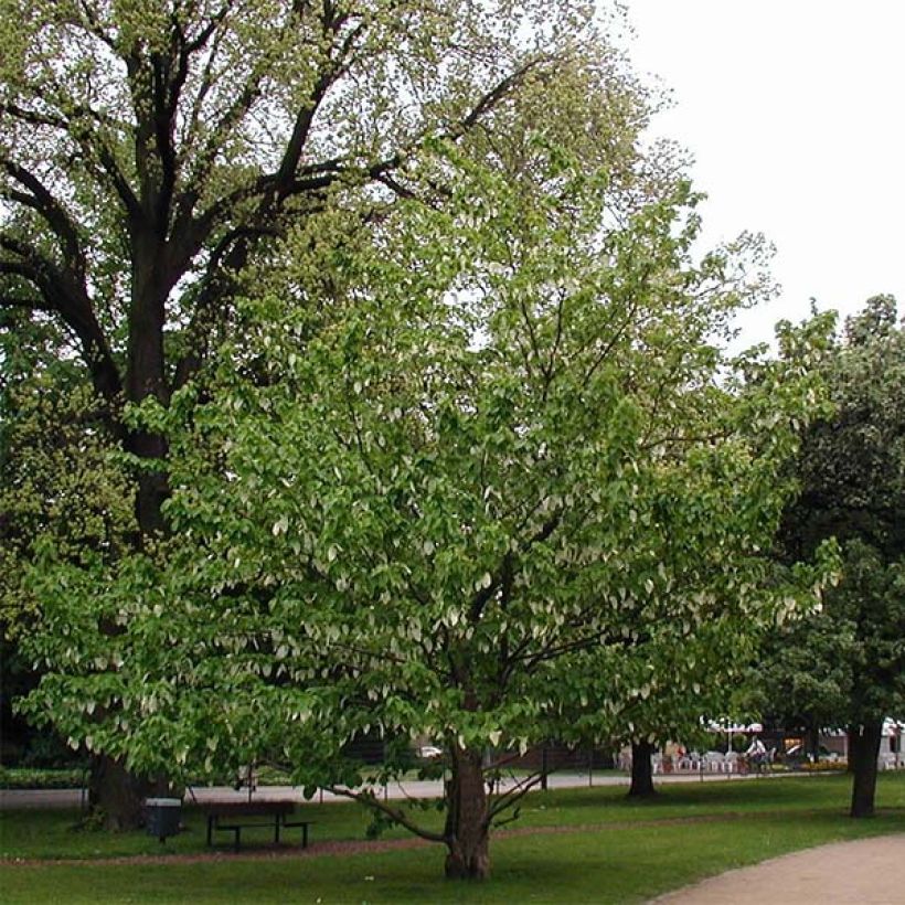 Davidia involucrata vilmoriniana - Zakdoekjesboom (Plant habit)