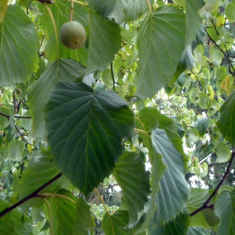 Davidia involucrata - Zakdoekjesboom (Foliage)