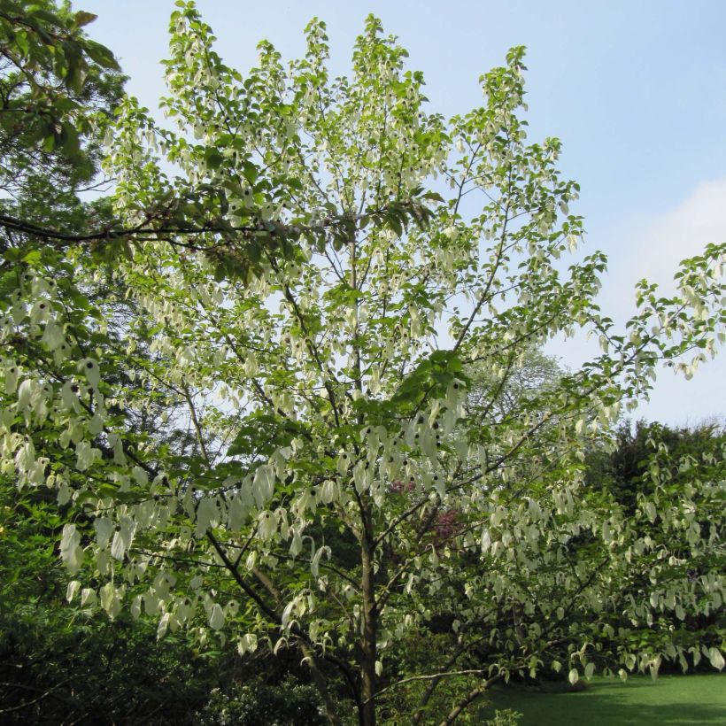Davidia involucrata - Zakdoekjesboom (Plant habit)