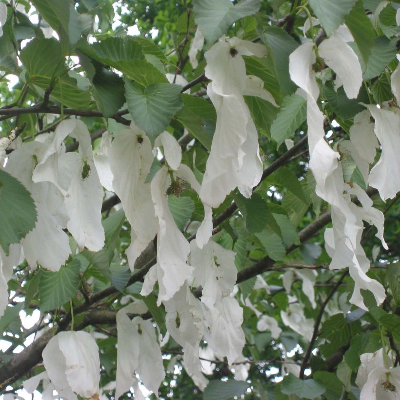Davidia involucrata Sonoma - Zakdoekjesboom (Flowering)