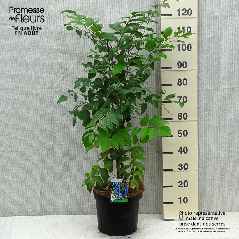 Exemplaar van Decaisnea fargesii - Augurkenstruik Pot van 7,5 l/10 l zoals geleverd in de zomer