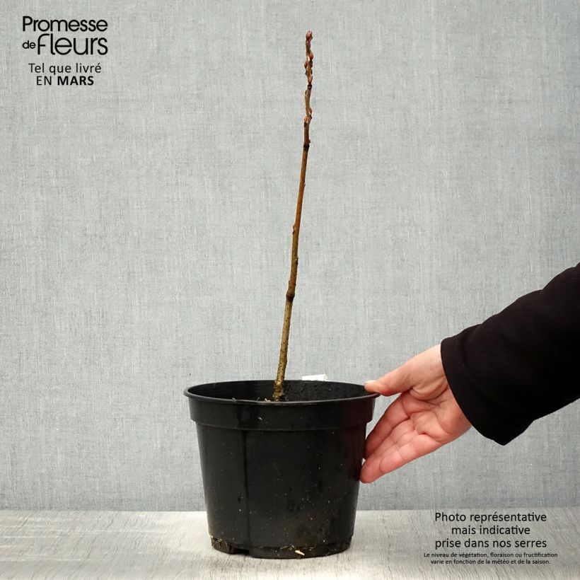 Exemplaar van Decaisnea fargesii - Augurkenstruik Pot van 2 l/3 l zoals geleverd in de lente