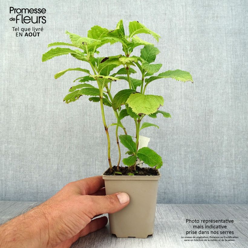 Exemplaar van Deinanthe Blue Wonder Kweekpotje van 8/9 cm zoals geleverd in de zomer