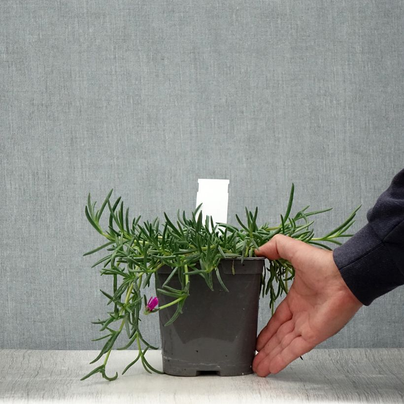 Exemplaar van Delosperma cooperi - IJsbloem Pot van 2 l/3 l zoals geleverd in de zomer