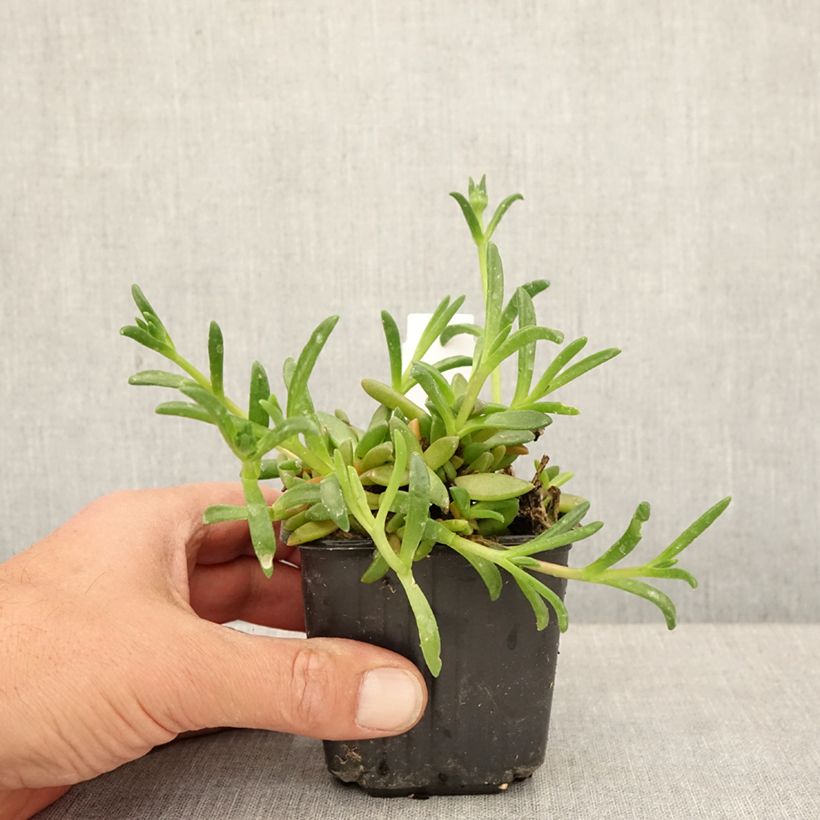 Exemplaar van Delosperma Ocean Sunset Orange Glow Kweekpotje van 8/9 cm zoals geleverd in de lente