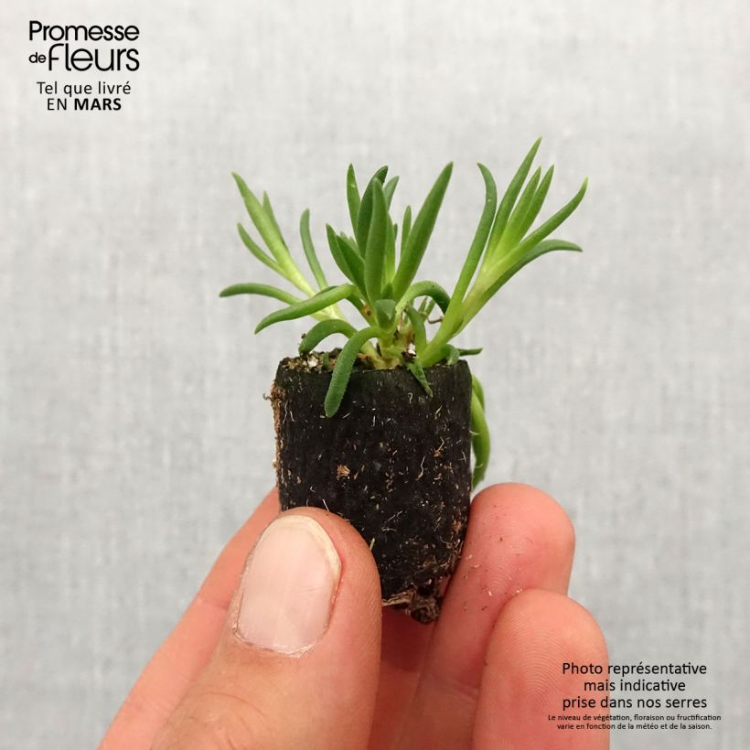 Example of Delosperma Royal Ranger Neon Mini-mot Ø 3/4 cm as you get in printemps