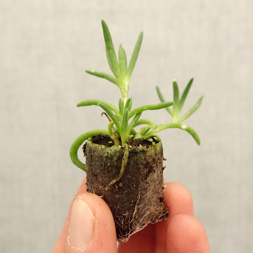 Example of Delosperma Royal Ranger White Mini-mot Ø 3/4 cm as you get in printemps