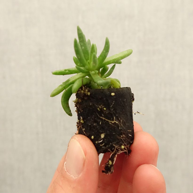 Example of Delosperma Royal Ranger Yellow Mini-mot Ø 3/4 cm as you get in printemps