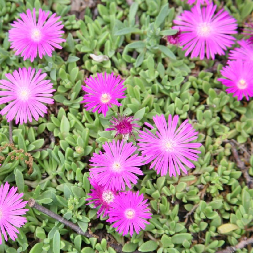 Delosperma cooperi Table Mountain - Ijsbloem (Flowering)