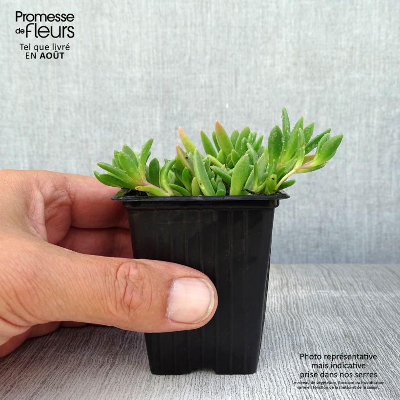 Exemplaar van Delosperma cooperi Table Mountain - IJsbloem Kweekpotje van 7/8 cm zoals geleverd in de zomer