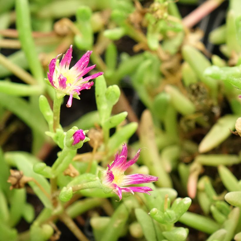 Delosperma Wheels of Wonder Violet - IJsbloem (Bloei)