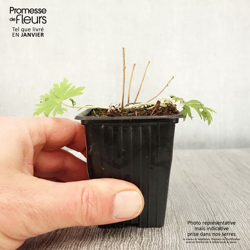 Example of Delphinium belladonna Casablanca - Pied d'Alouette vivace Kweekpotje van 7/8 cm as you get in hiver