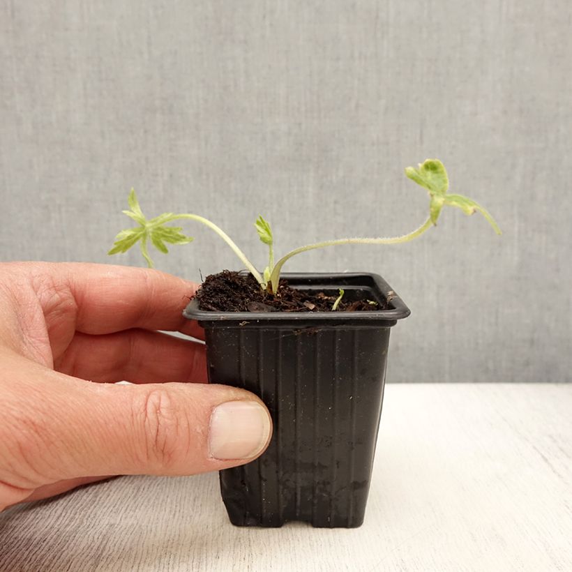 Exemplaar van Delphinium belladonna Casablanca - Ridderspoor Kweekpotje van 7/8 cm zoals geleverd in de lente