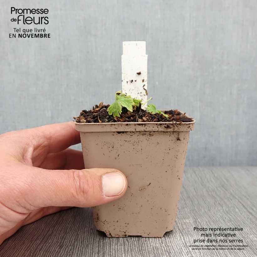 Exemplaar van Delphinium belladonna Moerheimii - Ridderspoor Kweekpotje van 8/9 cm zoals geleverd in de herfst
