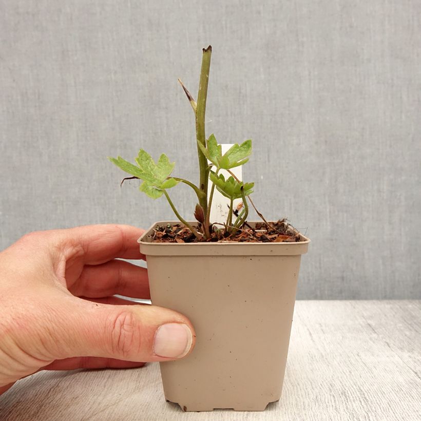 Example of Delphinium Pacific-hybrid Magic Fountain Dark Blue-Black Bee - Ridderspoor Kweekpotje van 8/9 cm as you get in printemps