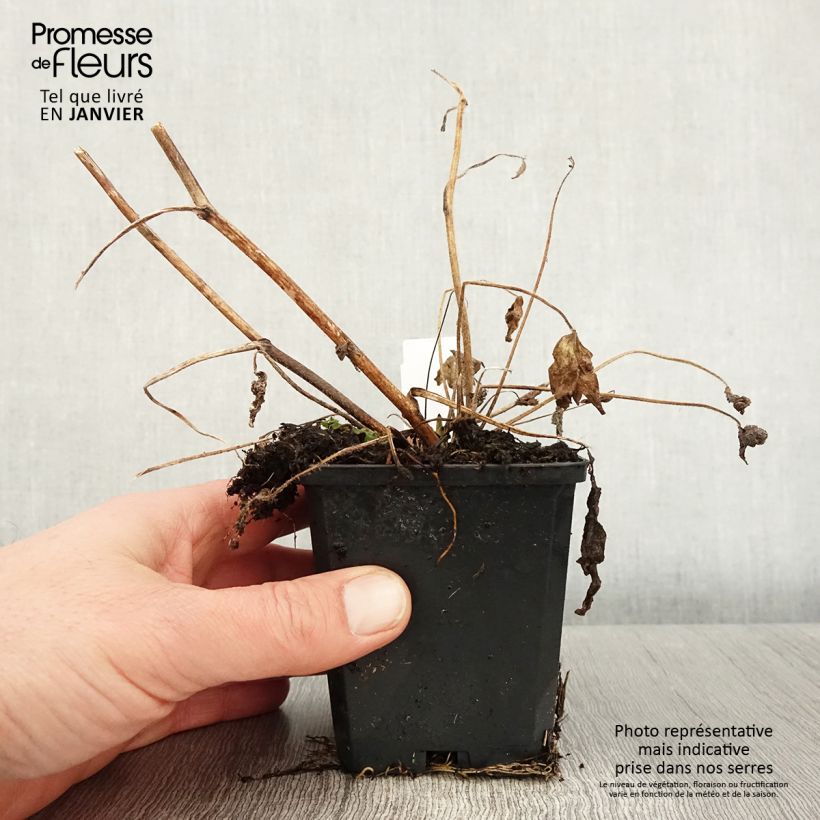 Example of Delphinium Dark Blue-White Bee - Pied d'Alouette vivace Kweekpotje van 8/9 cm as you get in hiver