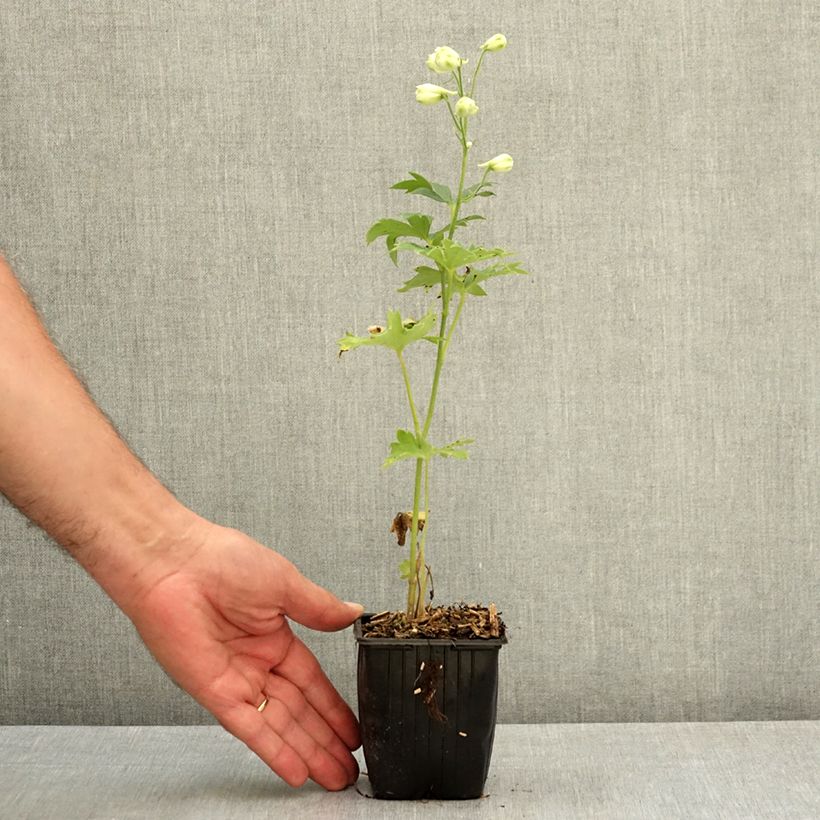 Exemplaar van Delphinium elatum Double Innocence - Ridderspoor Kweekpotje van 8/9 cm zoals geleverd in de zomer
