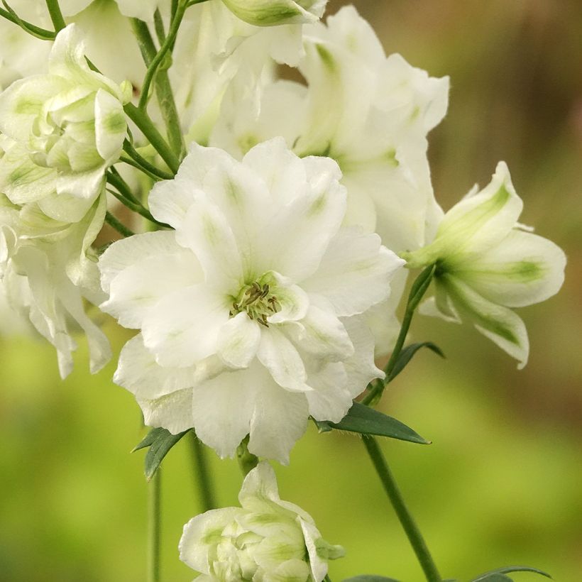 Delphinium elatum Double Innocence - Ridderspoor (Bloei)
