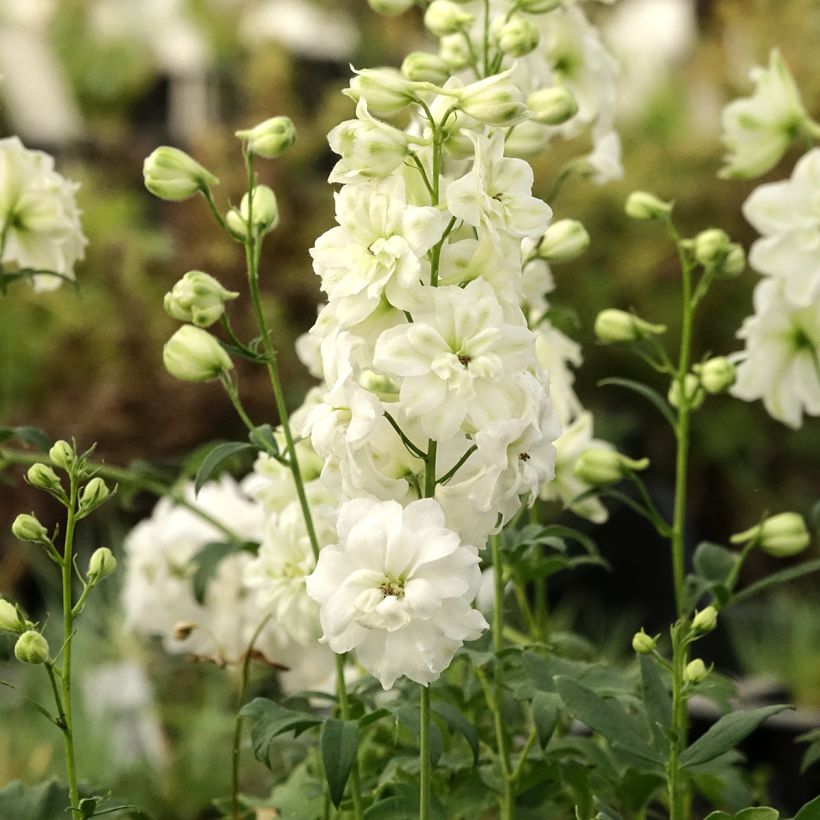 Delphinium elatum Double Innocence - Ridderspoor (Groeiplaats)