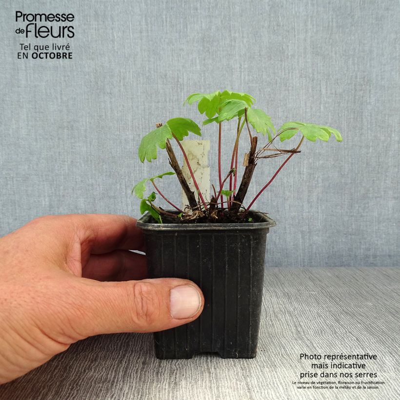 Exemplaar van Delphinium elatum Highlander Bolero - Ridderspoor Kweekpotje van 8/9 cm zoals geleverd in de herfst