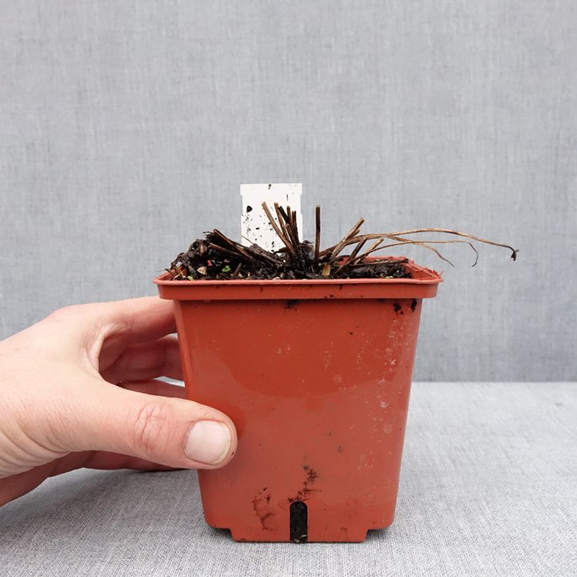 Example of Delphinium Highlander Cha Cha - Ridderspoor Pot van 1 l/1,5 l as you get in hiver