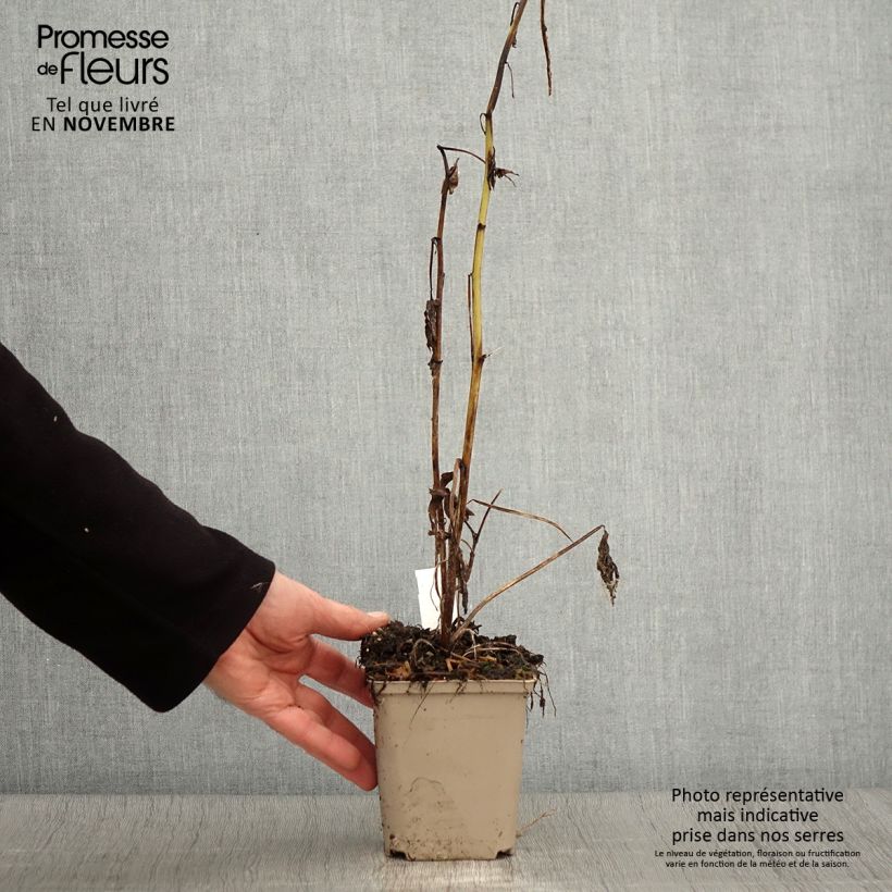 Exemplaar van Delphinium Highlander Samba - Pied d'Alouette vivace Godet de 8/9 cm zoals geleverd in de herfst