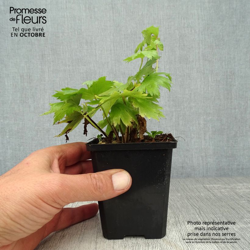 Exemplaar van Delphinium Pacific Astolat - Ridderspoor Kweekpotje van 8/9 cm zoals geleverd in de herfst