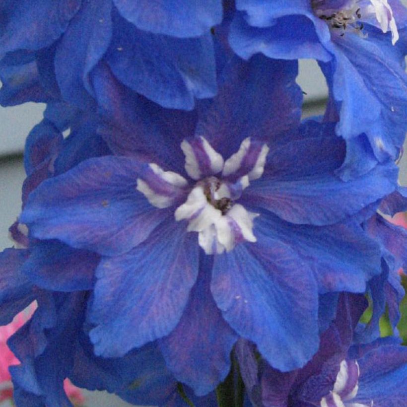 Delphinium Pacific Blue Bird - Ridderspoor (Flowering)