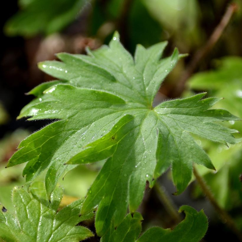 Delphinium Pacific Blue Bird - Ridderspoor (Foliage)