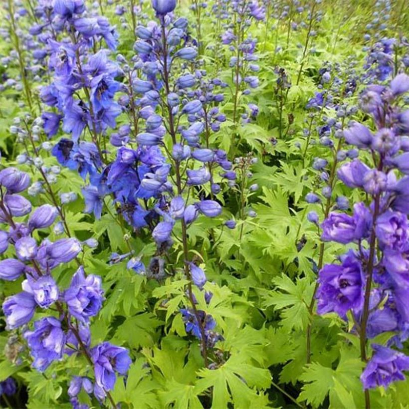 Delphinium Pacific Blue Jay - Ridderspoor (Plant habit)