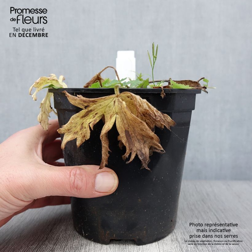 Exemplaar van Delphinium Pacific Galahad - Ridderspoor Pot van 2 l/3 l zoals geleverd in de herfst