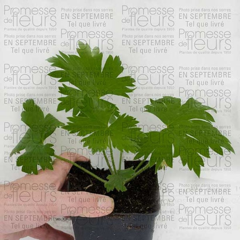 Voorbeeld van een exemplaar van Delphinium Pacific Guinerve - Pied d'Alouette vivace Godet de 7/8 cm zoals geleverd