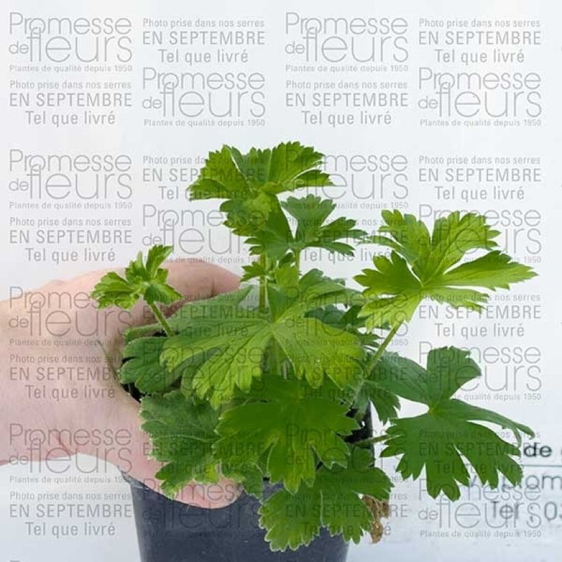 Delphinium Pacific King Arthur - Ridderspoor (Plant habit)