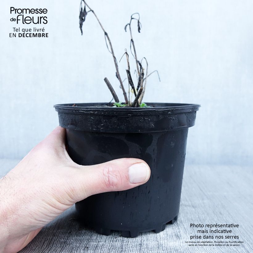 Exemplaar van Delphinium Pacific Summer Skies - Ridderspoor Pot van 2 l/3 l zoals geleverd in de herfst