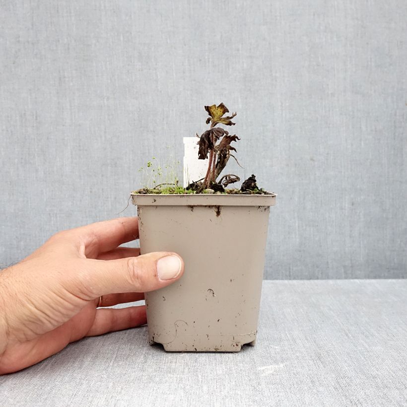 Exemplaar van Delphinium Strawberry Fair - Ridderspoor Kweekpotje van 8/9 cm zoals geleverd in de herfst