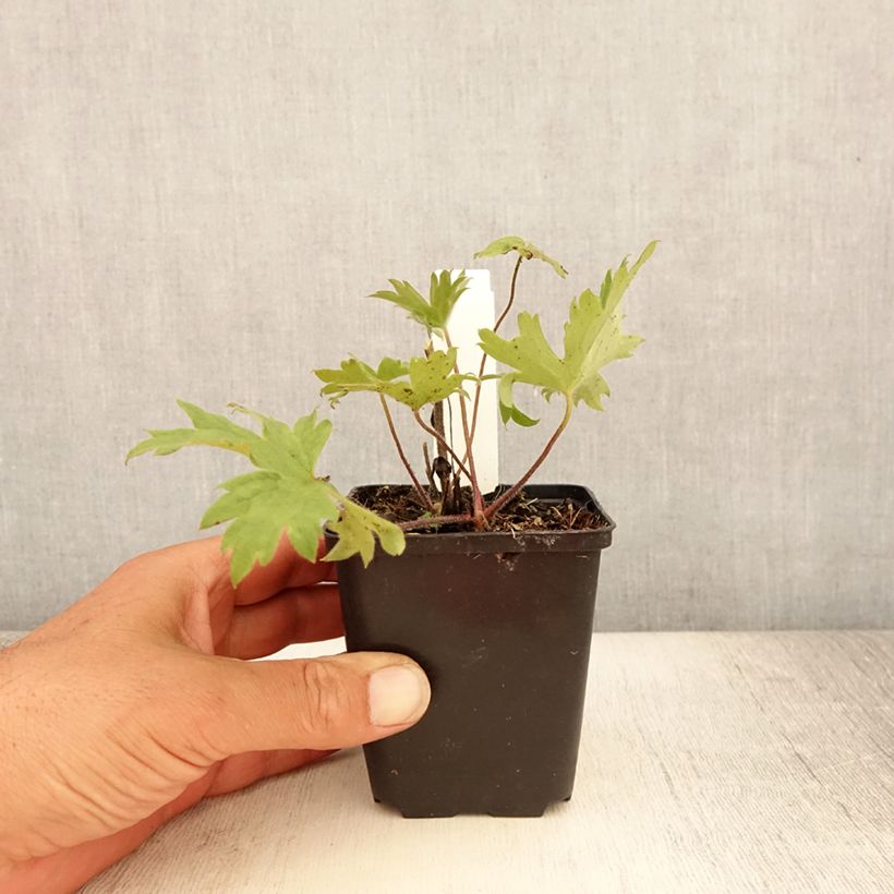 Exemplaar van Delphinium cultorum Finsteraarhorn - Ridderspoor Kweekpotje van 8/9 cm zoals geleverd in de zomer