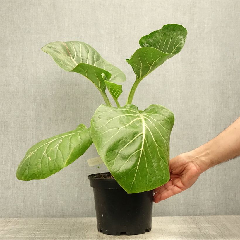 Exemplaar van Dendroseris litoralis - Koolboom Pot van 4 l/5 l zoals geleverd in de zomer