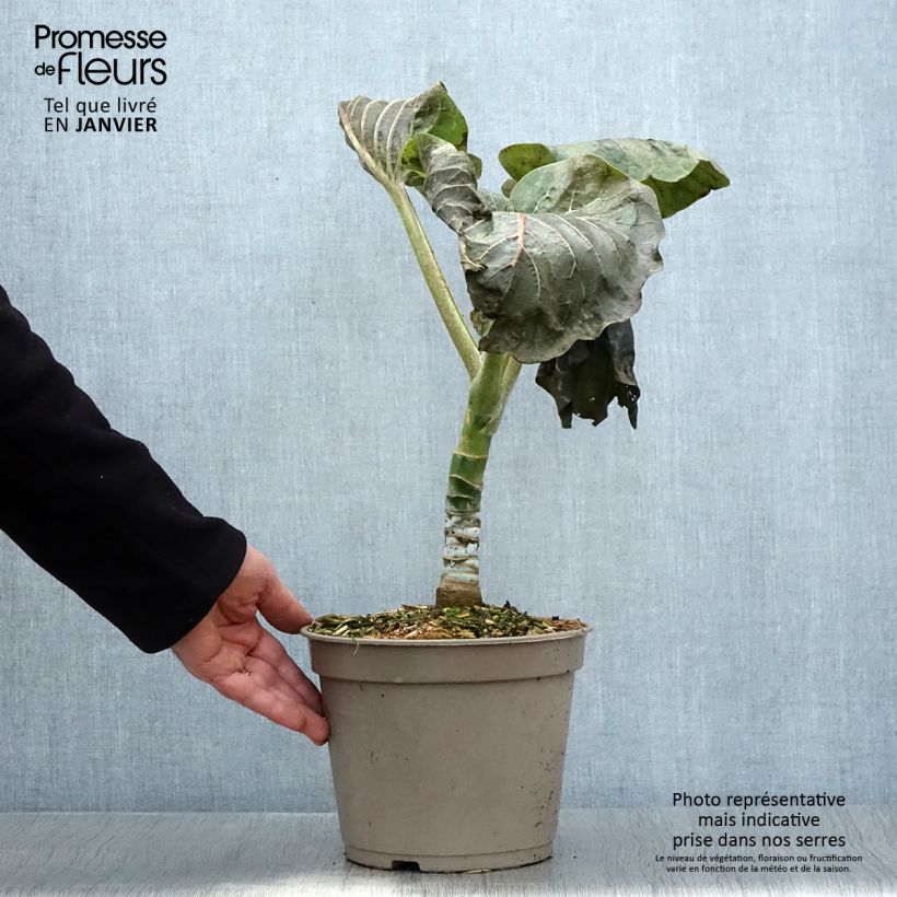 Example of Dendroseris litoralis (littoralis) - Arbre chou  Pot van 4 l/5 l as you get in hiver