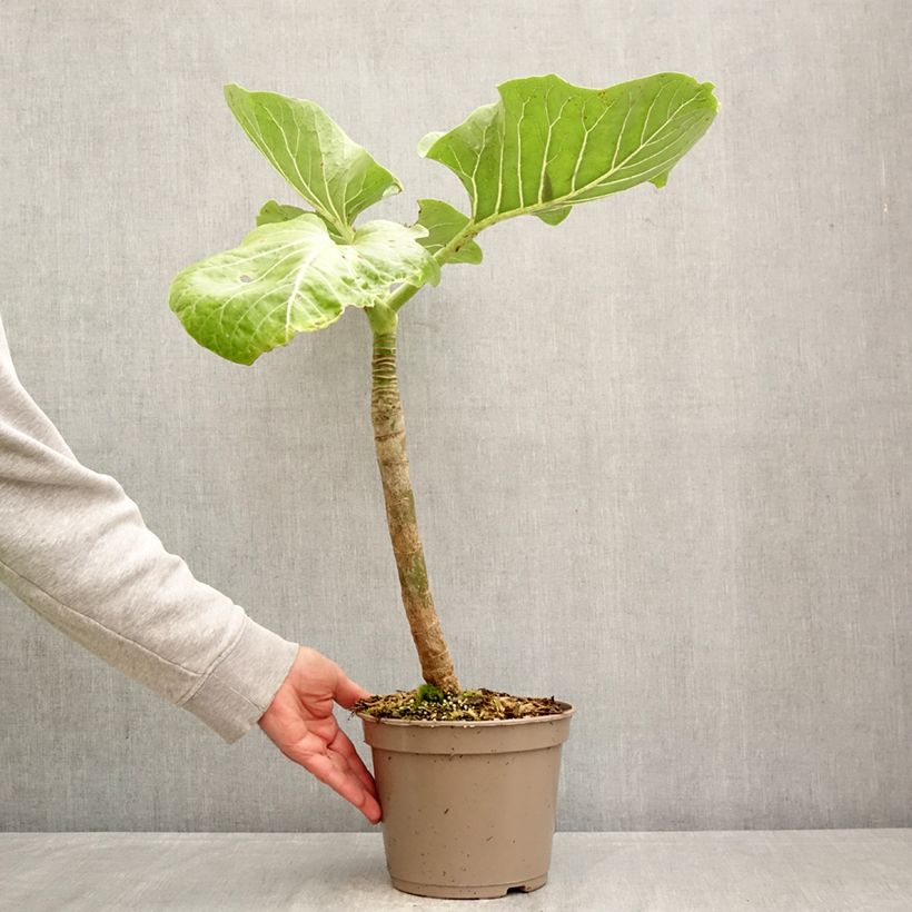 Exemplaar van Dendroseris litoralis - Koolboom Pot van 4 l/5 l zoals geleverd in de lente