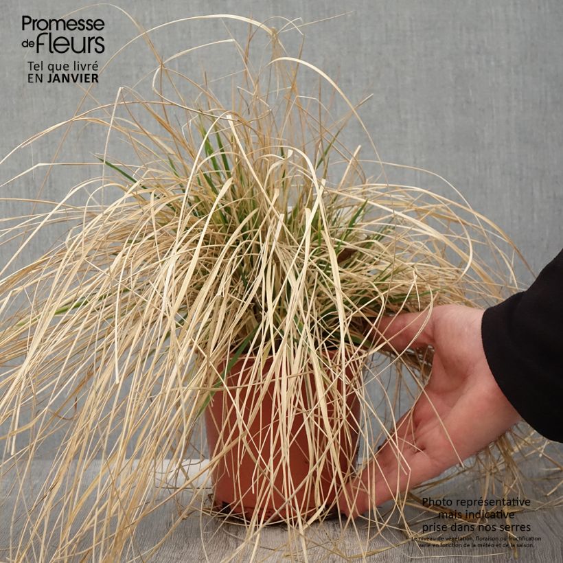 Example of Deschampsia cespitosa Bronzeschleier - Ruwe smele Pot van 2 l/3 l as you get in hiver