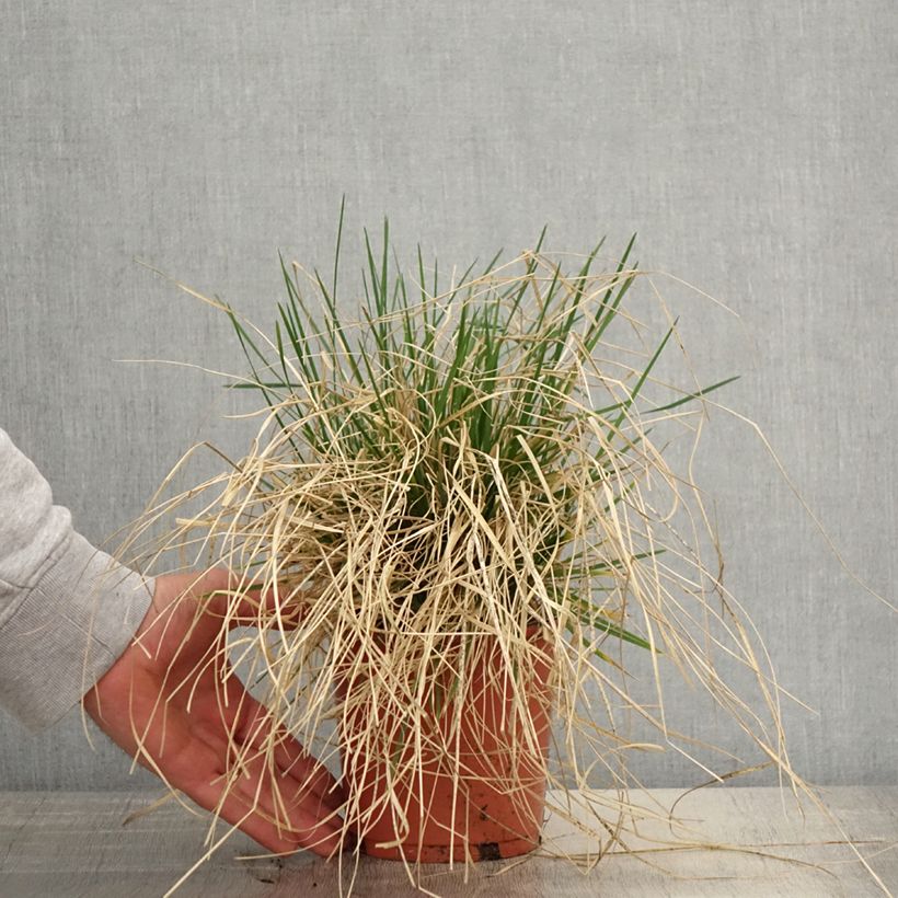 Exemplaar van Deschampsia cespitosa Bronzeschleier - Ruwe smele Pot van 2 l/3 l zoals geleverd in de lente